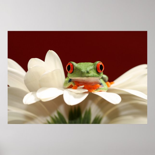 red eyed tree frog poster (Front)