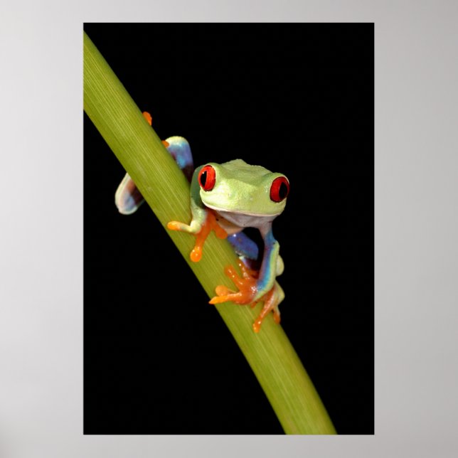 red eyed tree frog poster (Front)