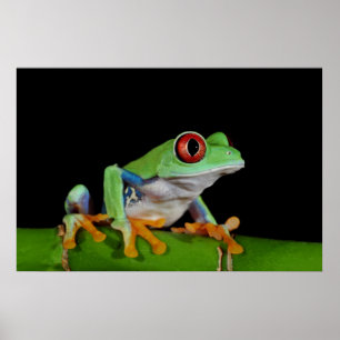 red eyed tree frog poster