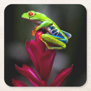 Red-eyed Tree Frog Square Paper Coaster