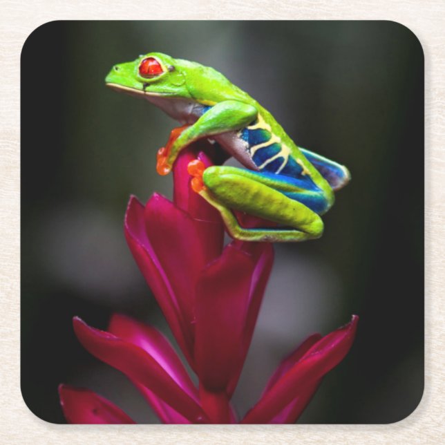 Red-eyed Tree Frog Square Paper Coaster (Front)