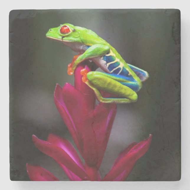 Red-eyed Tree Frog Stone Coaster (Front)