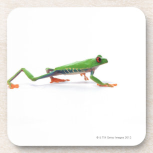 Red eyed tree frog walking coaster