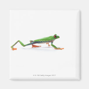 Red eyed tree frog walking magnet