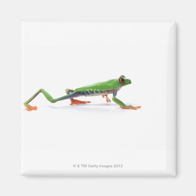 Red eyed tree frog walking magnet (Front)