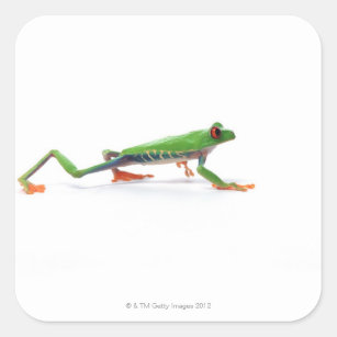 Red eyed tree frog walking square sticker