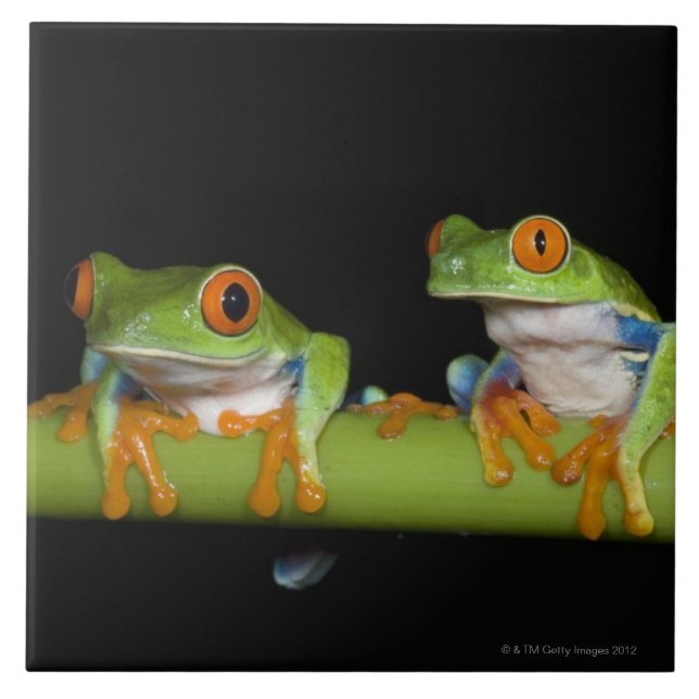 Red-eyed Tree Frogs (Agalychnis callidryas) Ceramic Tile (Front)