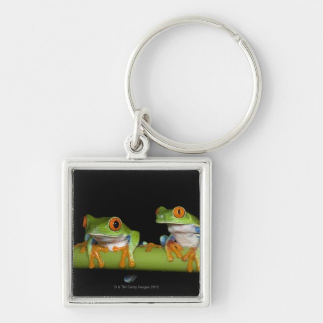 Red-eyed Tree Frogs (Agalychnis callidryas) Key Ring (Front)