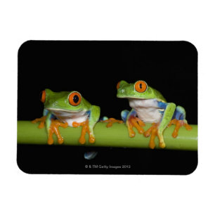 Red-eyed Tree Frogs (Agalychnis callidryas) Magnet