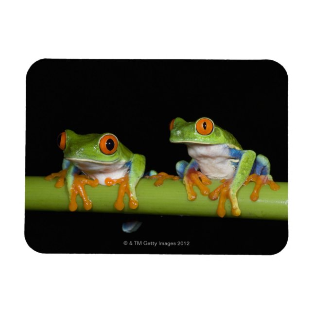 Red-eyed Tree Frogs (Agalychnis callidryas) Magnet (Horizontal)