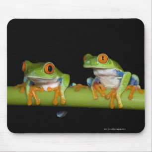 Red-eyed Tree Frogs (Agalychnis callidryas) Mouse Pad