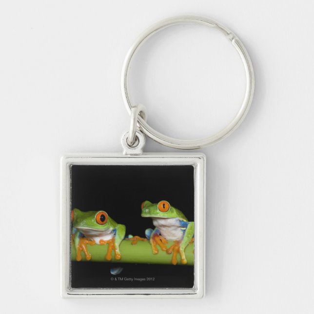 Red-eyed Tree Frogs (Agalychnis callidryas) on Key Ring (Front)