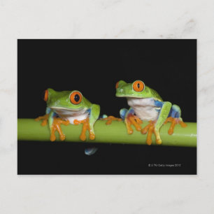Red-eyed Tree Frogs (Agalychnis callidryas) on Postcard