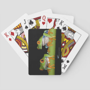 Red-eyed Tree Frogs (Agalychnis callidryas) Playing Cards