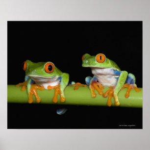 Red-eyed Tree Frogs (Agalychnis callidryas) Poster