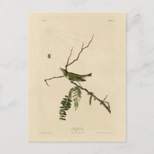 Red-eyed Vireo from Audubon's Birds of America Postcard