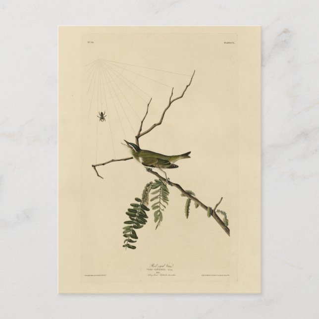 Red-eyed Vireo from Audubon's Birds of America Postcard (Front)