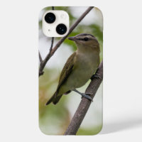 Red-Eyed Vireo Green Bird Photography