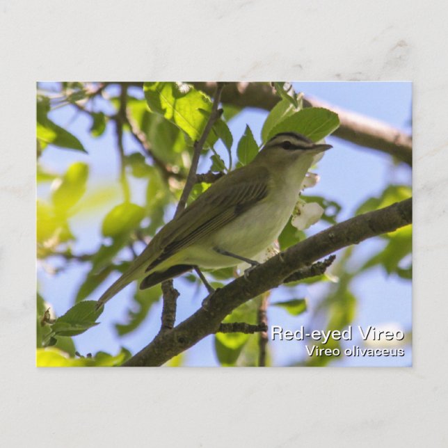 Red-eyed Vireo Postcard (Front)