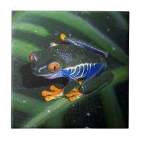 Red Eyes Frog On Leaf