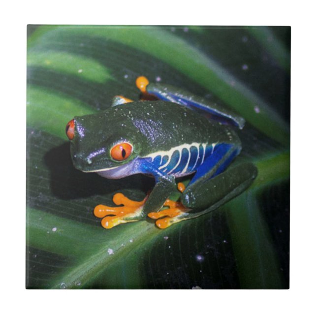 Red Eyes Frog On Leaf Ceramic Tile (Front)