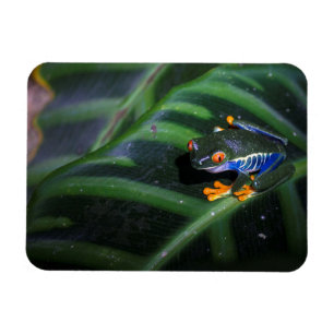 Red Eyes Frog On Leaf Magnet