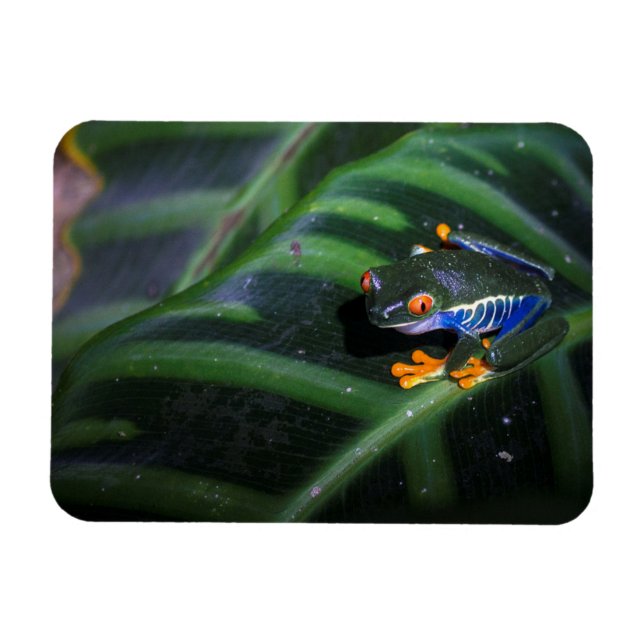 Red Eyes Frog On Leaf Magnet (Horizontal)