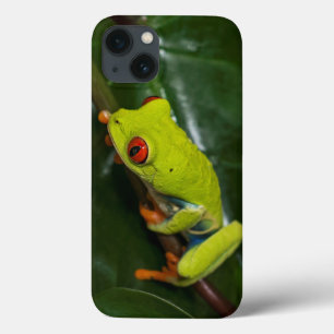 Red Eyes Frog On Stem iPhone 13 Case