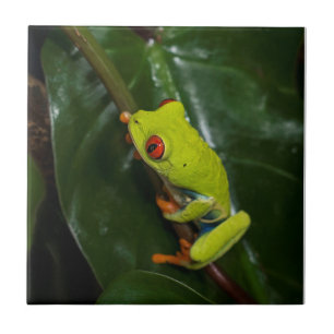 Red Eyes Frog On Stem Ceramic Tile