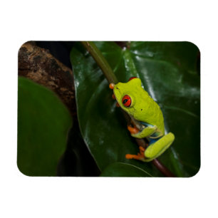 Red Eyes Frog On Stem Magnet