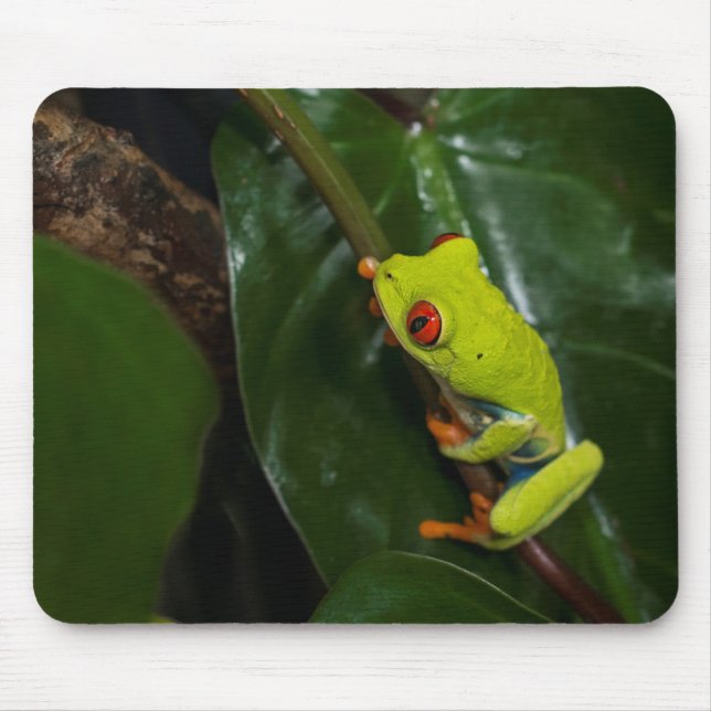 Red Eyes Frog On Stem Mouse Pad (Front)