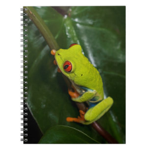 Red Eyes Frog On Stem Notebook