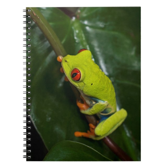 Red Eyes Frog On Stem Notebook (Front)