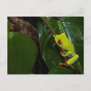 Red Eyes Frog On Stem Postcard