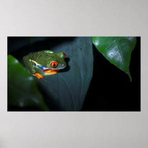 Red Eyes Frog Sitting Poster