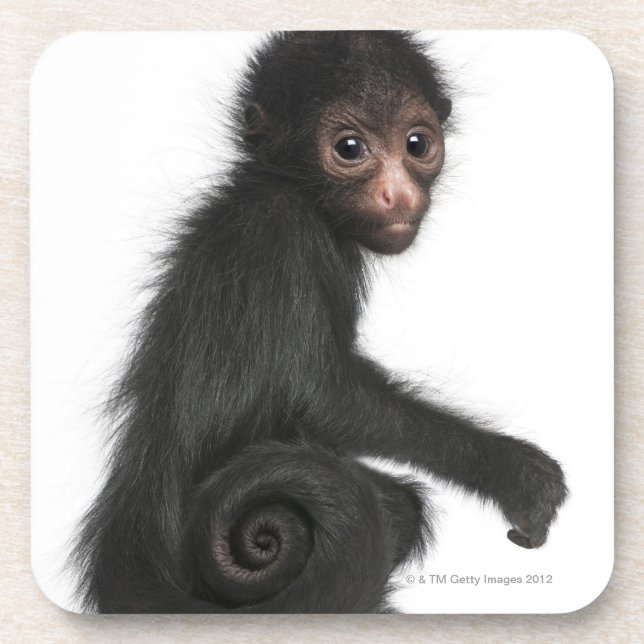 Red-faced Spider Monkey - Ateles paniscus (3 Coaster (Front)