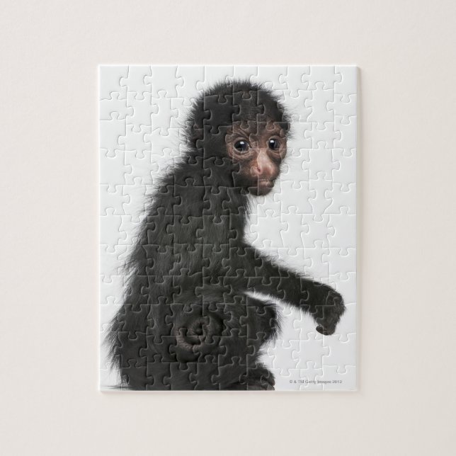 Red-faced Spider Monkey - Ateles paniscus (3 Jigsaw Puzzle (Vertical)