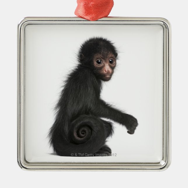 Red-faced Spider Monkey - Ateles paniscus (3 Metal Ornament (Front)
