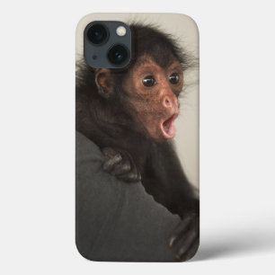 Red-faced Spider Monkey Ateles paniscus) iPhone 13 Case