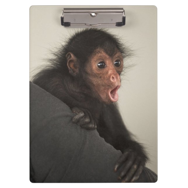 Red-faced Spider Monkey Ateles paniscus) Clipboard (Front)