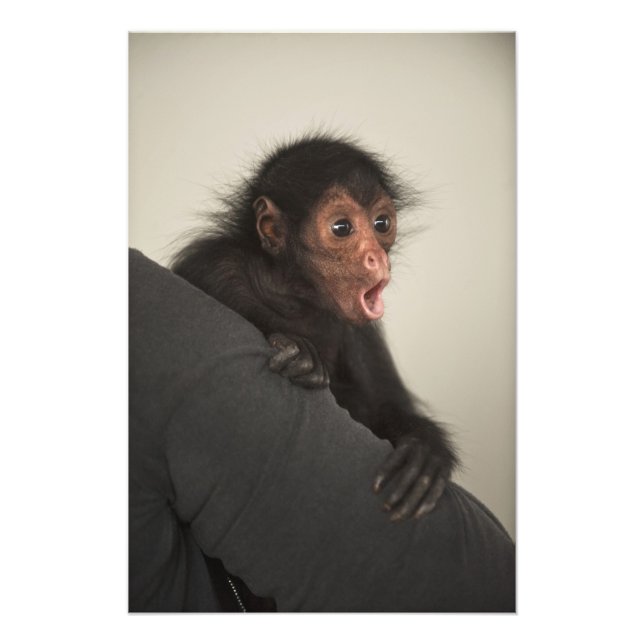 Red-faced Spider Monkey Ateles paniscus) Photo Print (Front)