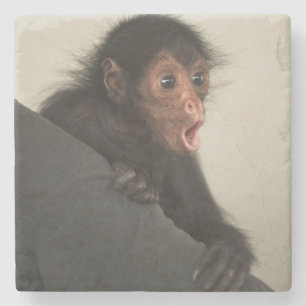 Red-faced Spider Monkey Ateles paniscus) Stone Coaster