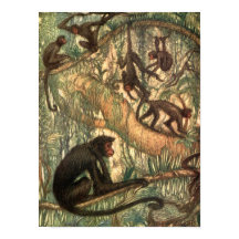 Red Faced Spider Monkeys by Louis Sargent