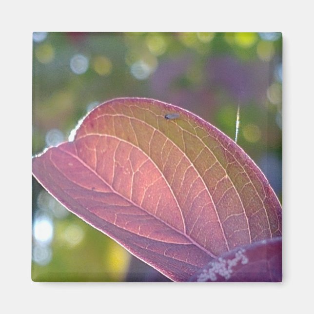 Red Fall Leaf And Bokeh Magnet (Front)