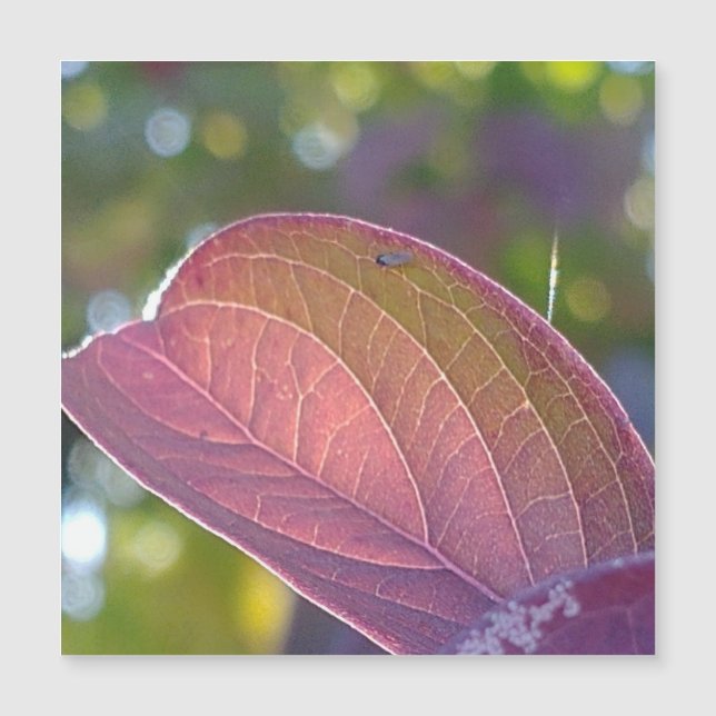 Red Fall Leaf And Bokeh Magnetic Card (Front)