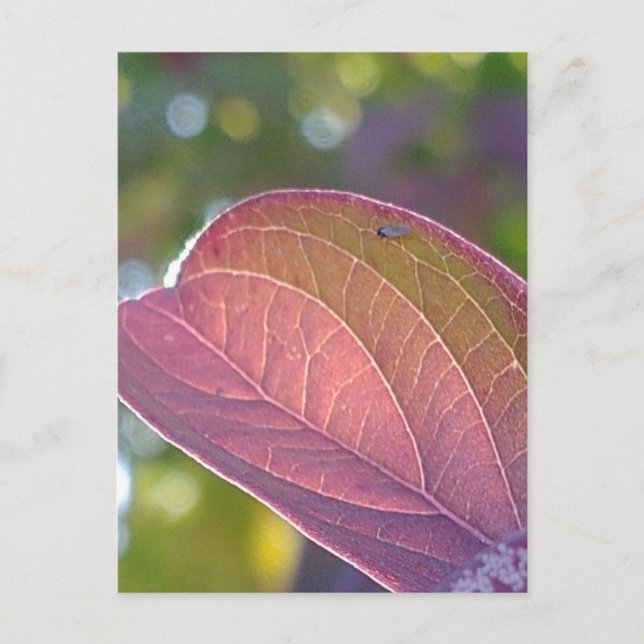 Red Fall Leaf And Bokeh Postcard (Front)
