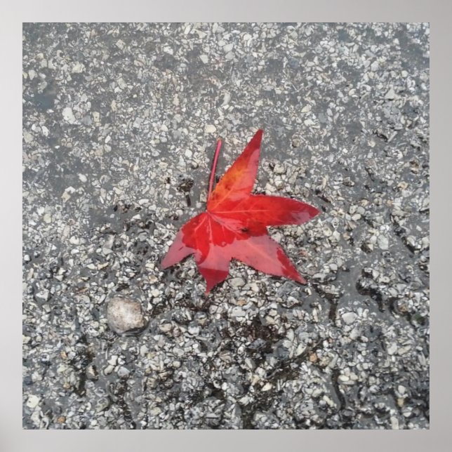 Red fall leaf in rain on grey textured road poster (Front)