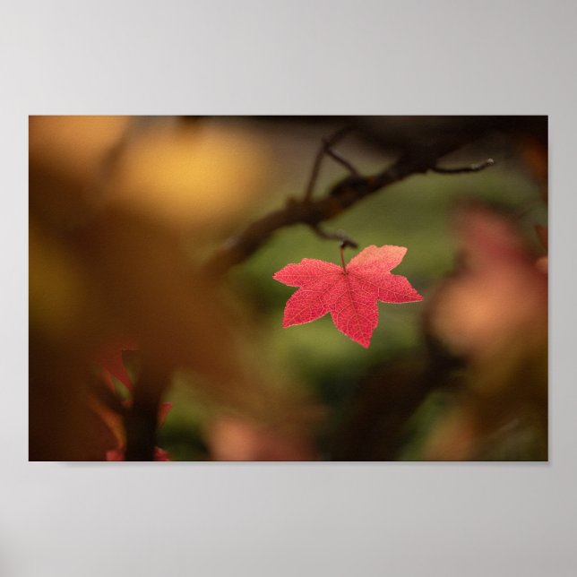 Red Fall Leaf Nature Photo Poster (Front)