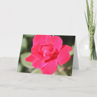 Red Favourite Floribunda Rose Card