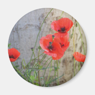 Red Field Corn Poppies Magnet